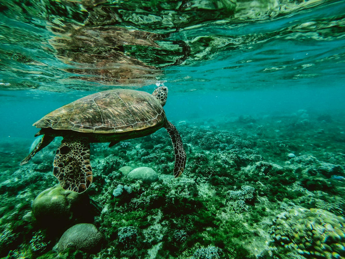 Eco-Friendly Hair Care: Why Reef-Safe Products Matter