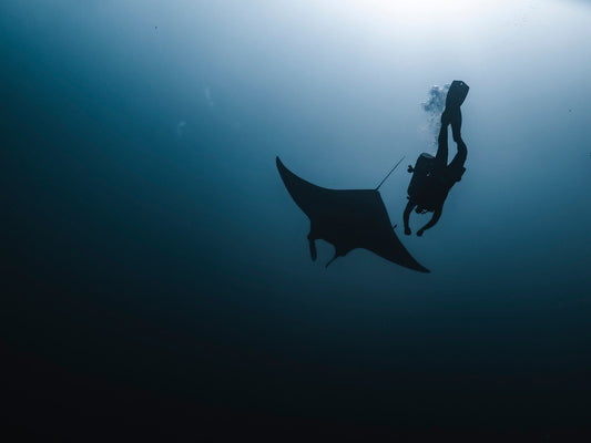 manta ray with underwater diver