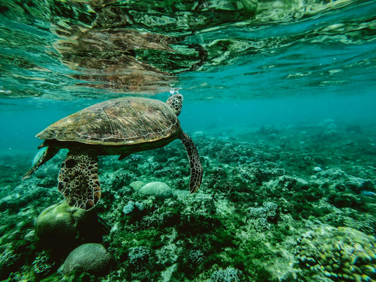 Eco-Friendly Hair Care: Why Reef-Safe Products Matter